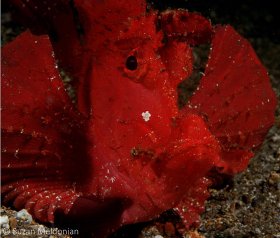 Red "Paddle-flap" Rhinopias, Anilao, Philippines. © Suzan Meldonian, All Rights Reserved.