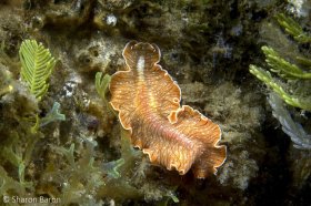 Lined Flatworm in 8 feet of water along beach in the Lake Worth Lagoon. Taken with a 60mm lens & Nikon D50. © Sharon Baron, All Right Reserved.