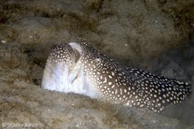 Northern Stargazer, Lake Worth Lagoon. © Sharon Baron, All Right Reserved.