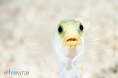 Yellow Headed Jawfish. © Elly Wray, All Rights Reserved.