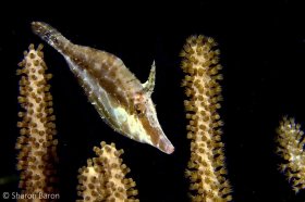 Slendar Filefish. © Sharon Baron, All Right Reserved.