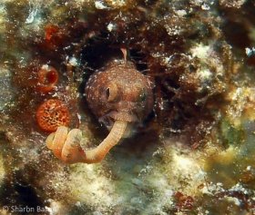 Tiny blenny capturing floating worm at night in Key Largo about 35 feet. Taken with a 60mm lens & Nikon D50. © Sharon Baron, All Right Reserved.