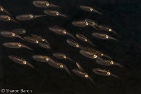 Night Squid School. © Sharon Baron, All Rights Reserved.
