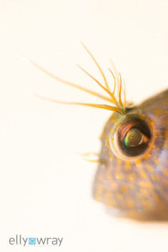 Blenny. © Elly Wray, All Rights Reserved.