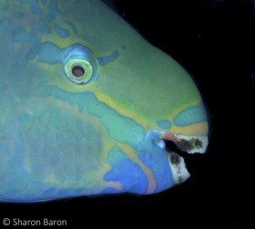 Queen Parrotfish. © Sharon Baron, All Rights Reserved.