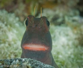 Redlip Blenny. © Sharon Baron, All Rights Reserved.