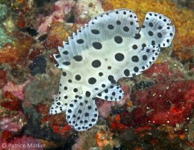 The Barramundi grouper (Cromileptes altivelis) is heavily exploited - for the aquarium trade as a juvenile and the live-fish seafood trade as an adult. Lembeh Strait, Indonesia. © Patrice Marker, All Rights Reserved.