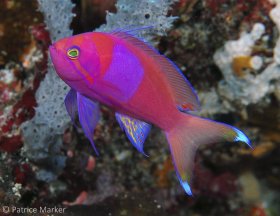 The Squarespot anthius (Pseudanthias pleurotaenia) inhabits steep dropoffs exposed to currents, usually at depths below 80 ft. Palau. © Patrice Marker, All Rights Reserved.