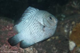 This Three-spot dascyllus (Dascyllus trimaculatus) turns pale during courtship. Bali, Indonesia. © Patrice Marker, All Rights Reserved.