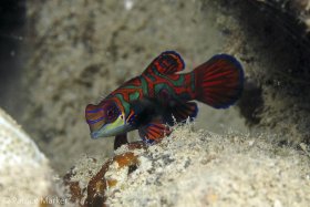 The Mandarinfish (Synchiropus splendidus) inhabits shallow sheltered reefs, often in relatively turbid water. Palau. © Patrice Marker, All Rights Reserved.