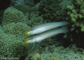 A pair of Bluestreak gobies (Valenciennes strigata) hover above their burrow. Wakatobe, Indonesia. © Patrice Marker, All Rights Reserved.
