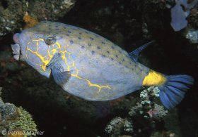 Large Yellow boxfish (Ostracion cubicus) develop a distinctive nose-like lump on their snouts. Rinca, Indonesia. © Patrice Marker, All Rights Reserved.