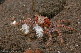 The small delicate Boxer crab (Lybia tesselata) carries a small anemone in each pincer to ward off its enemies. Bali, Indonesia. © Patrice Marker, All Rights Reserved.