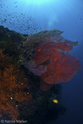 Large sea fans and black corals are common on Fiji’s pristine vertical reef faces. © Patrice Marker, All Rights Reserved.