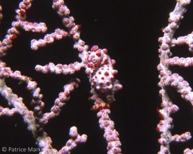 Pygmy Seahorse: Hippocampus bargibanti hides out in the same colored sea fan. Nikon N90, 28-105 mm zoom lens. © Patrice Marker, All Rights Reserved.