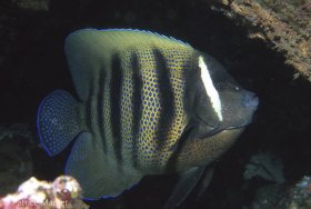 Six-banded Angelfish: Pomacanthus sexstriatus. Indonesia. Nikon N90, 28-105mm zoom lens. © Patrice Marker, All Rights Reserved.