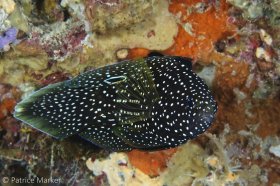 The Comet Fish: Calloplesiops altivelis. Misool area, Raja Ampat, Papua Barat, Indonesia. 105 mm macro lens. © Patrice Marker, All Rights Reserved.