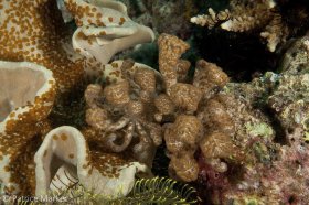 Long-cirri Phyllodesmium: Phyllodesmium longicirrum, a large nudibranch well disguished in this flatworm covered soft coral. 18 - 70 mm zoom lens. © Patrice Marker, All Rights Reserved.