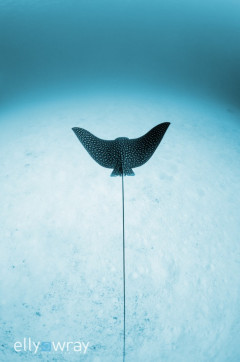 Eagle Ray Monochrome. © Elly Wray, All Rights Reserved.
