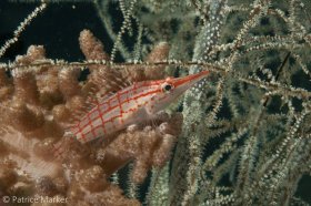 This red and while plaid fish, Longnose Hawkfish: Oxycirrhites typus, was found in Triton Bay, Papua Barat, Indonesia. 18 - 70 mm zoom lnes. © Patrice Marker, All Rights Reserved.