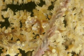 This yellow Pygmy Seahorse: Hippocampus bargibanti blends with the yellow sea fan. 105 mm macro lens. © Patrice Marker, All Rights Reserved.