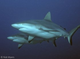 A pair of female Gray reef sharks, Carcharhinus amblyrhynchos, rush by. These are both female. 170cm, 12m, Kadavu, Fiji. © Rob Myers, All Rights Reserved.