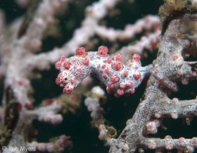 The Pygmy seahorse (Hippocampus bargibanti) blends perfectly with its host gorgonian (Muricella plectana), the only place it has ever been found. Immediately after hatching in their father’s brood-pouch, the juveniles are expelled and have perhaps only a few days to find a home. 2 cm, 12m, Sulawesi, Indonesia. © Rob Myers, All Rights Reserved.