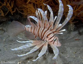 The Clearfin lionfish (Pterois russelli) inhabits soft bottoms rather than coral reefs. 14cm, 15m, Dumaguete, Philippines. © Rob Myers, All Rights Reserved.