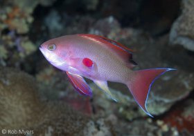 The bright red pectoral fin spots and a long filamentous dorsal fin spine of the male Lyretail anthias (Pseudanthias squamipinnis) are used to impress the females in its harem. 10cm, 10m, Namena NP, Fiji. © Rob Myers, All Rights Reserved.