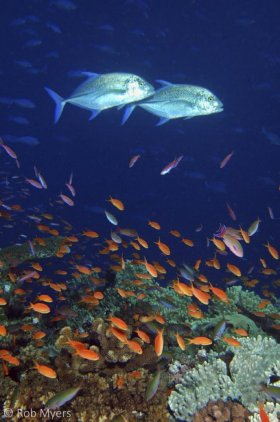A pair of Bluefin trevally (Caranx melampygus) patrol the top of a pinnacle reef. The smaller plankton-feeding fishes diving for cover are among its favorite prey. 50cm, 6m, Namena NP, Fiji. © Rob Myers, All Rights Reserved.