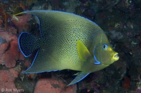 The Semicircle angelfish (Pomacanthus semicirculatus) inhabits primarily coastal reefs of the tropical western Pacific and Indian Oceans. 30cm, 20 m, Tulamben, Bali. © Rob Myers, All Rights Reserved.