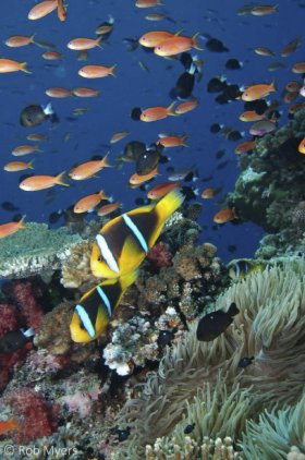 A pair of Orangefin anemonefish (Amphiprion chrysopterus) hover in the current above their host anemone. 10cm, 6m, Namena NP, Fiji. © Rob Myers, All Rights Reserved.