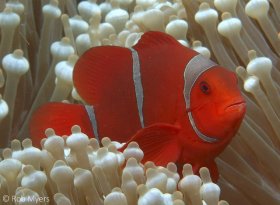 The Spinecheek anemonefish (Premnas biaculeatus) is easily distinguished from all other anemonefishes by the sharp spine extending backward from below each eye. It lives exclusively in the Bulb-tentacle sea anemone, (Entacmaea quadricolor). 8cm, 8m, Tulamben, Bali. © Rob Myers, All Rights Reserved.