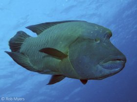 The Napoleon wrasse (Cheilinus undulatus) reaches a length of 1.7 m (5.5 ft) and weight of close to 100 kg (220 lbs). 125cm, 9m, New Dropoff, Palau. © Rob Myers, All Rights Reserved.