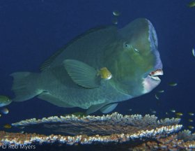 A large Humphead parrotfish (Bolbometapon muricatum) awaits its turn at a cleaning station above a table coral. 120 cm, 16 m, Bali. © Rob Myers, All Rights Reserved.