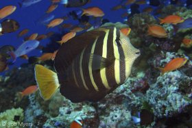 A Sailfin tang (Zebrasoma veliferum) patrols its feeding territory against a backdrop of Lyretail anthias (Pseudanthias squamipinnis). 30 cm, 5 m, Nomena NP, Fiji. © Rob Myers, All Rights Reserved.