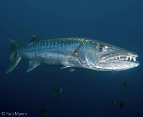 In clear water, the Great barracuda (Sphyraena barracuda) poses little threat to a diver if not harassed or conditioned to expect food. 120 cm, 12 m, Bali. © Rob Myers, All Rights Reserved.
