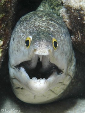 A Purplemouth moray (Gymnothorax vicinus) peers from its lair. 100 cm, 3 m, Bonaire. © Rob Myers, All Rights Reserved.