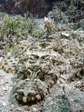 This Crocodile flathead (Cymbacephalus beauforti) is nearly invisible as it sits waiting for passing prey. 45 cm, 11 m, W. Papua, Indonesia. © Rob Myers, All Rights Reserved.