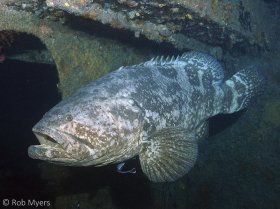 A Goliath grouper (Epinephelus itajara) hovers near a doorway in its wreck. It can grow to a length of at least 240 cm (7.9 ft) and weight of 316 kg (697 lbs). 150 cm, 25 m, Delray Beach, FL. © Rob Myers, All Rights Reserved.