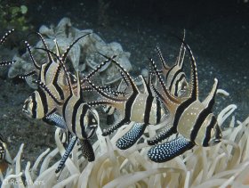 A group of Banggai cardinalfish (Pterapogon kauderni) hover near the protective tentacles of a sea anemone. 3-4 cm, 10 m, Sulawesi, Indonesia. © Rob Myers, All Rights Reserved.