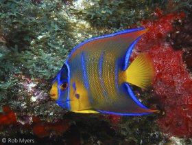 This adolescent Queen angelfish (Holacanthus ciliaris) is starting its transition into the adult color phase. 9 cm12 m, Cancun, Mexico. © Rob Myers, All Rights Reserved.
