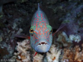 The Cheeklined wrasse (Oxycheilinus digrammus) is a curious and nearly fearless predator of small fishes. 15 cm, 14 m, Nomena NP, Fiji. © Rob Myers, All Rights Reserved.
