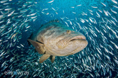 Goliath Grouper. © Elly Wray, All Rights Reserved.