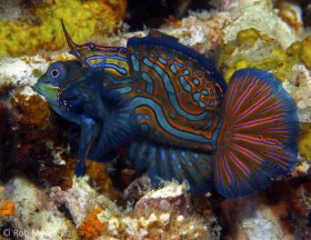 A male Mandarinfish (Synchiropus spendidus) courts a female (on its opposite side), oblivious to the divers lights, camera and flash. 5 cm, 8m, Negros, Philippines. © Rob Myers, All Rights Reserved.