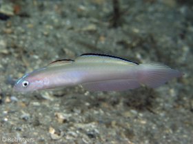Ptereleotris calliurus
