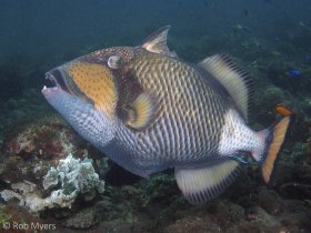The Titan triggerfish (Balistoides viridescens) can be dangerously aggressive, particularly when guarding its nest. Its massive teeth can cause serious wounds. 50 cm, 5 m, Bali. © Rob Myers, All Rights Reserved.