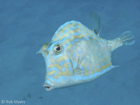 The scrawled cowfish (Acanthostracion quadricornis) frequently ventures over large stretches of open sand, far from the shelter of the reef. 28 cm. 12 m, Key Biscayne, FL. © Rob Myers, All Rights Reserved.