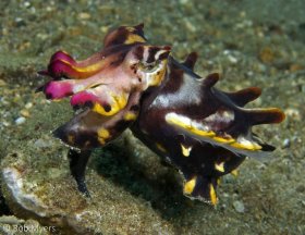 The flamboyant cuttlefish (Metasepia pfefferi) walks on the bottom using its lower front arms and leg-like extensions of its mantle. 5 cm, Batangas, Philippines. © Rob Myers, All Rights Reserved.