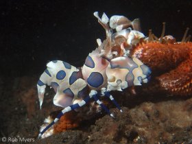 The spectacular Harlequin shrimp (Hymenocera picta) feeds exclusively on starfishes usually much larger than itself, including the notorious Crown-of-thorns. 3 cm, 9 m, Seraya, Bali. © Rob Myers, All Rights Reserved.